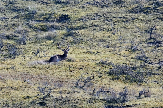 Deer_Amsterdamse_Waterleidingduinen_herten_nature_Amsterdam_Netherlands_Landscape_Photography_038_Canon_EOS_5D_Mark_IV.JPG
