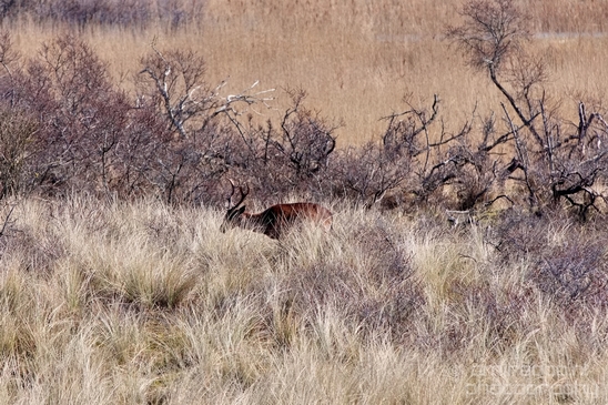 Deer_Amsterdamse_Waterleidingduinen_herten_nature_Amsterdam_Netherlands_Landscape_Photography_039_Canon_EOS_5D_Mark_IV.JPG