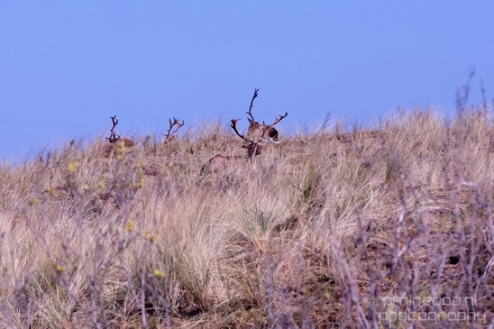 Deer_Amsterdamse_Waterleidingduinen_herten_nature_Amsterdam_Netherlands_Landscape_Photography_040_Canon_EOS_5D_Mark_IV.JPG