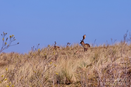 Deer_Amsterdamse_Waterleidingduinen_herten_nature_Amsterdam_Netherlands_Landscape_Photography_041_Canon_EOS_5D_Mark_IV.JPG