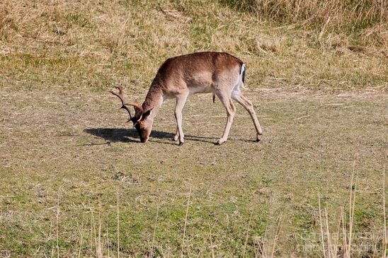 Deer_Amsterdamse_Waterleidingduinen_herten_nature_Amsterdam_Netherlands_Landscape_Photography_042_Canon_EOS_5D_Mark_IV.JPG