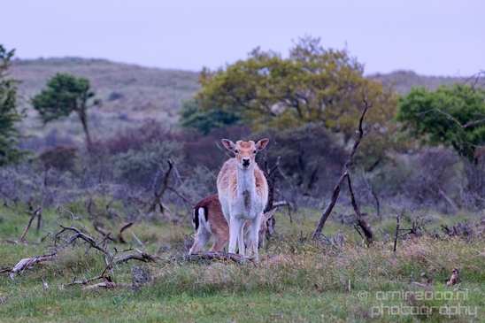 Deer_Amsterdamse_Waterleidingduinen_herten_nature_Amsterdam_Netherlands_Landscape_Photography_060_Canon_EOS_5D_Mark_IV.JPG