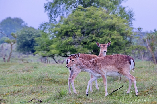 Deer_Amsterdamse_Waterleidingduinen_herten_nature_Amsterdam_Netherlands_Landscape_Photography_061_Canon_EOS_5D_Mark_IV.JPG