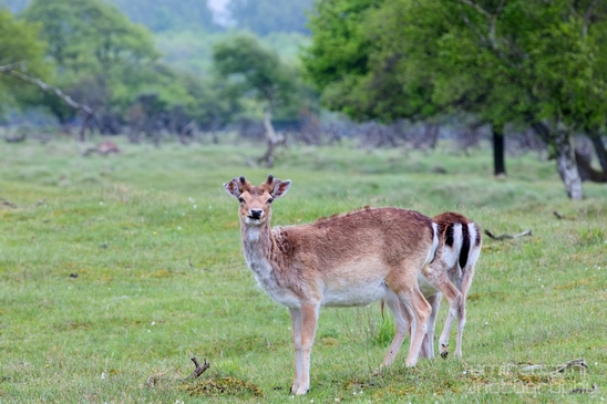 Deer_Amsterdamse_Waterleidingduinen_herten_nature_Amsterdam_Netherlands_Landscape_Photography_062_Canon_EOS_5D_Mark_IV.JPG