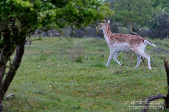 Deer_Amsterdamse_Waterleidingduinen_herten_nature_Amsterdam_Netherlands_Landscape_Photography_063_Canon_EOS_5D_Mark_IV.JPG