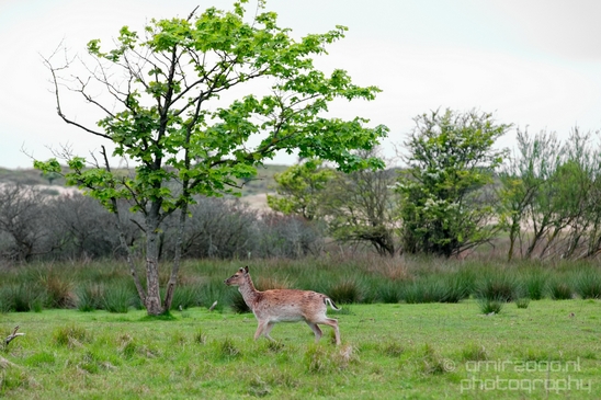 Deer_Amsterdamse_Waterleidingduinen_herten_nature_Amsterdam_Netherlands_Landscape_Photography_064_Canon_EOS_5D_Mark_IV.JPG