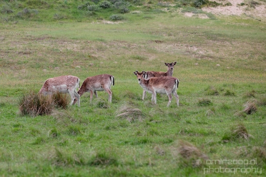 Deer_Amsterdamse_Waterleidingduinen_herten_nature_Amsterdam_Netherlands_Landscape_Photography_065_Canon_EOS_5D_Mark_IV.JPG