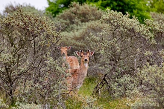 Deer_Amsterdamse_Waterleidingduinen_herten_nature_Amsterdam_Netherlands_Landscape_Photography_066_Canon_EOS_5D_Mark_IV.JPG