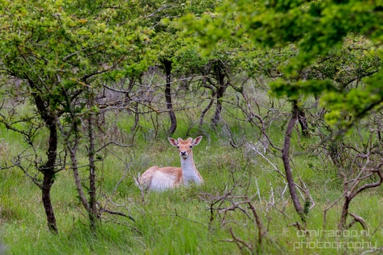 Deer_Amsterdamse_Waterleidingduinen_herten_nature_Amsterdam_Netherlands_Landscape_Photography_067_Canon_EOS_5D_Mark_IV.JPG