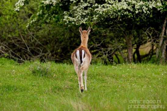 Deer_Amsterdamse_Waterleidingduinen_herten_nature_Amsterdam_Netherlands_Landscape_Photography_068_Canon_EOS_5D_Mark_IV.JPG