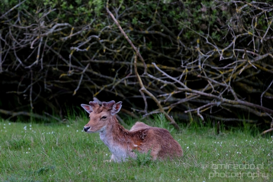 Deer_Amsterdamse_Waterleidingduinen_herten_nature_Amsterdam_Netherlands_Landscape_Photography_069_Canon_EOS_5D_Mark_IV.JPG