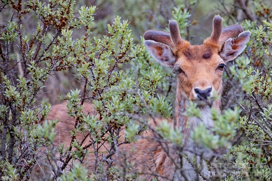 Deer_Amsterdamse_Waterleidingduinen_herten_nature_Amsterdam_Netherlands_Landscape_Photography_070_Canon_EOS_5D_Mark_IV.JPG