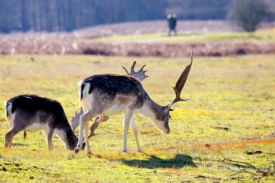 Deer_Amsterdamse_Waterleidingduinen_herten_nature_Amsterdam_Netherlands_Landscape_Photography_072_Canon_EOS_5D_Mark_IV.JPG