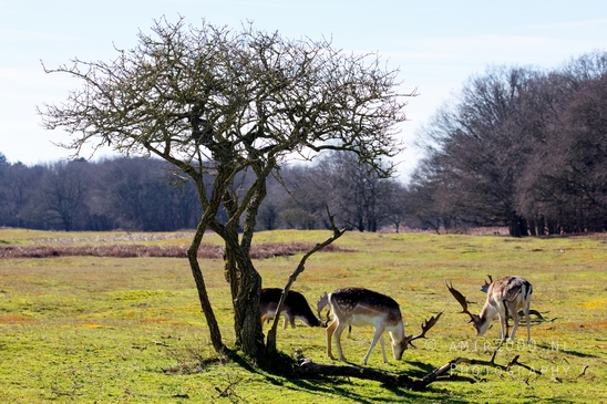 Deer_Amsterdamse_Waterleidingduinen_herten_nature_Amsterdam_Netherlands_Landscape_Photography_073_Canon_EOS_5D_Mark_IV.JPG