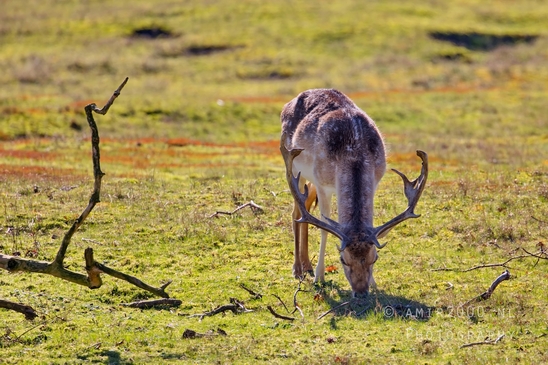 Deer_Amsterdamse_Waterleidingduinen_herten_nature_Amsterdam_Netherlands_Landscape_Photography_074_Canon_EOS_5D_Mark_IV.JPG
