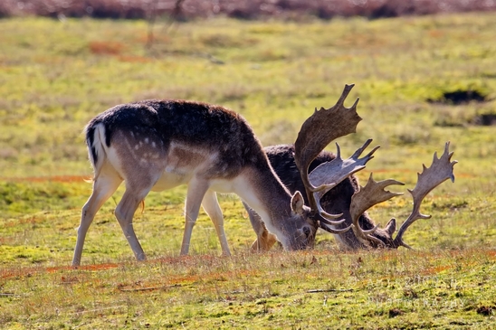 Deer_Amsterdamse_Waterleidingduinen_herten_nature_Amsterdam_Netherlands_Landscape_Photography_075_Canon_EOS_5D_Mark_IV.JPG