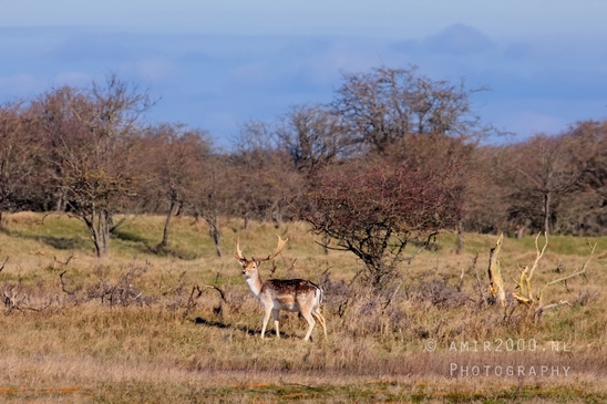 Deer_Amsterdamse_Waterleidingduinen_herten_nature_Amsterdam_Netherlands_Landscape_Photography_076_Canon_EOS_5D_Mark_IV.JPG