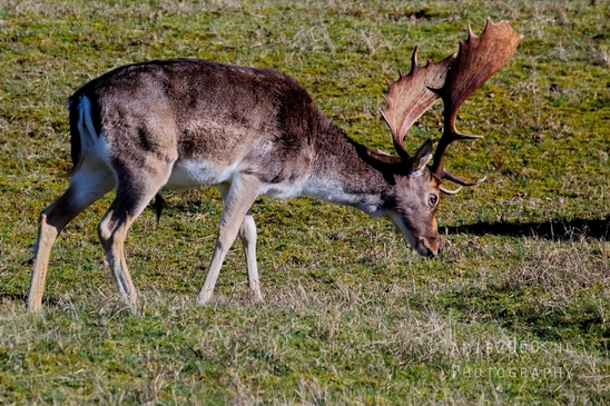Deer_Amsterdamse_Waterleidingduinen_herten_nature_Amsterdam_Netherlands_Landscape_Photography_077_Canon_EOS_5D_Mark_IV.JPG