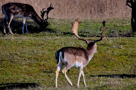 Deer_Amsterdamse_Waterleidingduinen_herten_nature_Amsterdam_Netherlands_Landscape_Photography_078_Canon_EOS_5D_Mark_IV.JPG