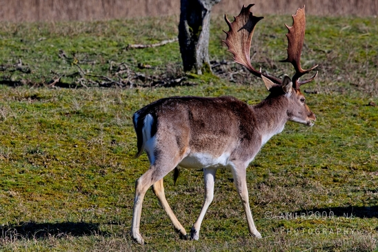 Deer_Amsterdamse_Waterleidingduinen_herten_nature_Amsterdam_Netherlands_Landscape_Photography_079_Canon_EOS_5D_Mark_IV.JPG
