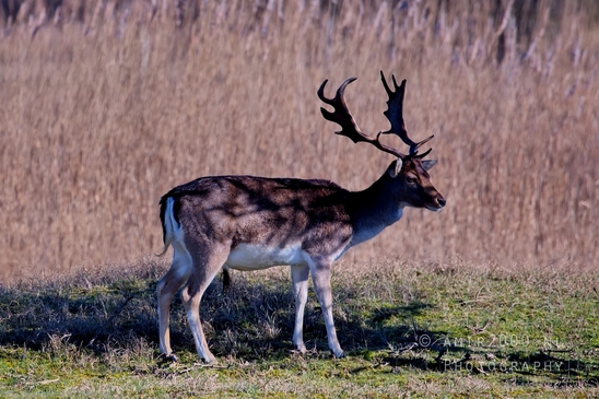 Deer_Amsterdamse_Waterleidingduinen_herten_nature_Amsterdam_Netherlands_Landscape_Photography_080_Canon_EOS_5D_Mark_IV.JPG