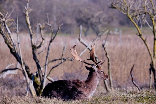 Deer_Amsterdamse_Waterleidingduinen_herten_nature_Amsterdam_Netherlands_Landscape_Photography_081_Canon_EOS_5D_Mark_IV.JPG