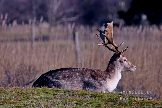 Deer_Amsterdamse_Waterleidingduinen_herten_nature_Amsterdam_Netherlands_Landscape_Photography_082_Canon_EOS_5D_Mark_IV.JPG