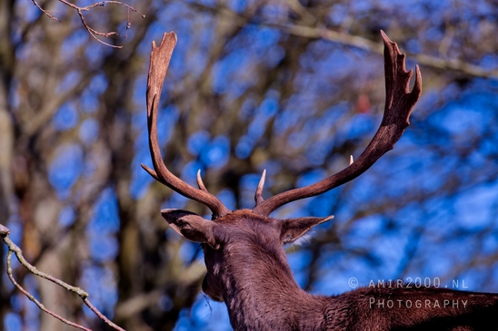 Deer_Amsterdamse_Waterleidingduinen_herten_nature_Amsterdam_Netherlands_Landscape_Photography_084_Canon_EOS_5D_Mark_IV.JPG