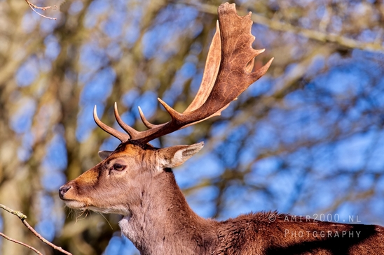 Deer_Amsterdamse_Waterleidingduinen_herten_nature_Amsterdam_Netherlands_Landscape_Photography_085_Canon_EOS_5D_Mark_IV.JPG