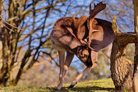Deer_Amsterdamse_Waterleidingduinen_herten_nature_Amsterdam_Netherlands_Landscape_Photography_086_Canon_EOS_5D_Mark_IV.JPG