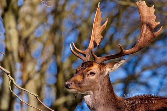 Deer_Amsterdamse_Waterleidingduinen_herten_nature_Amsterdam_Netherlands_Landscape_Photography_087_Canon_EOS_5D_Mark_IV.JPG