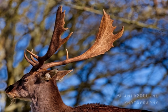 Deer_Amsterdamse_Waterleidingduinen_herten_nature_Amsterdam_Netherlands_Landscape_Photography_088_Canon_EOS_5D_Mark_IV.JPG