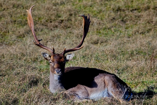 Deer_Amsterdamse_Waterleidingduinen_herten_nature_Amsterdam_Netherlands_Landscape_Photography_089_Canon_EOS_5D_Mark_IV.JPG