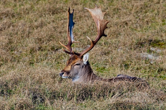 Deer_Amsterdamse_Waterleidingduinen_herten_nature_Amsterdam_Netherlands_Landscape_Photography_090_Canon_EOS_5D_Mark_IV.JPG