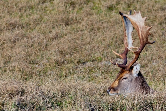 Deer_Amsterdamse_Waterleidingduinen_herten_nature_Amsterdam_Netherlands_Landscape_Photography_091_Canon_EOS_5D_Mark_IV.JPG