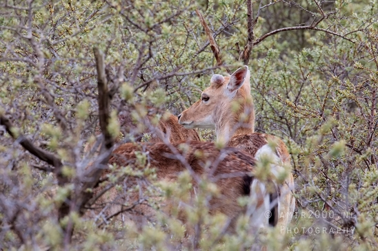Deer_Amsterdamse_Waterleidingduinen_herten_nature_Amsterdam_Netherlands_Landscape_Photography_092_Canon_EOS_5D_Mark_IV.JPG