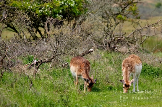Deer_Amsterdamse_Waterleidingduinen_herten_nature_Amsterdam_Netherlands_Landscape_Photography_093_Canon_EOS_5D_Mark_IV.JPG