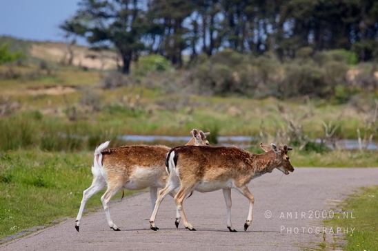 Deer_Amsterdamse_Waterleidingduinen_herten_nature_Amsterdam_Netherlands_Landscape_Photography_094_Canon_EOS_5D_Mark_IV.JPG