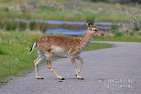 Deer_Amsterdamse_Waterleidingduinen_herten_nature_Amsterdam_Netherlands_Landscape_Photography_095_Canon_EOS_5D_Mark_IV.JPG