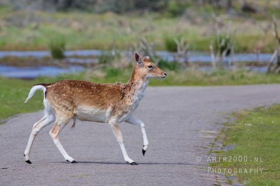 Deer_Amsterdamse_Waterleidingduinen_herten_nature_Amsterdam_Netherlands_Landscape_Photography_096_Canon_EOS_5D_Mark_IV.JPG