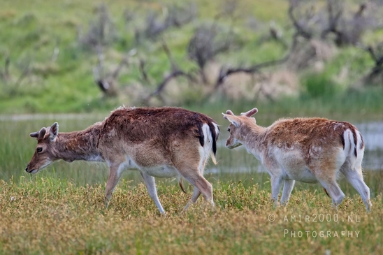 Deer_Amsterdamse_Waterleidingduinen_herten_nature_Amsterdam_Netherlands_Landscape_Photography_097_Canon_EOS_5D_Mark_IV.JPG