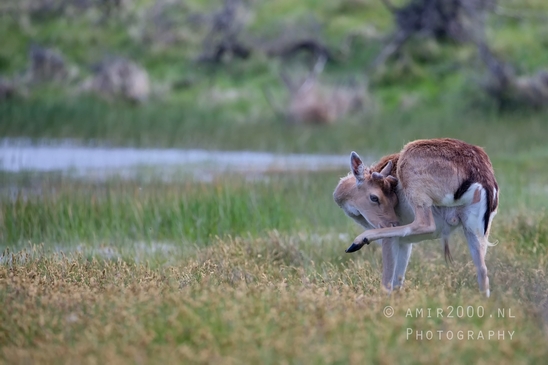 Deer_Amsterdamse_Waterleidingduinen_herten_nature_Amsterdam_Netherlands_Landscape_Photography_099_Canon_EOS_5D_Mark_IV.JPG