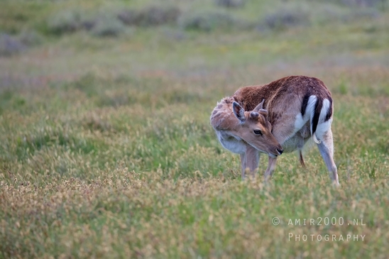 Deer_Amsterdamse_Waterleidingduinen_herten_nature_Amsterdam_Netherlands_Landscape_Photography_101_Canon_EOS_5D_Mark_IV.JPG