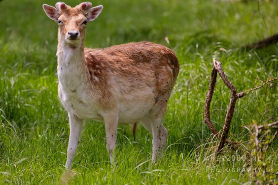 Deer_Amsterdamse_Waterleidingduinen_herten_nature_Amsterdam_Netherlands_Landscape_Photography_102_Canon_EOS_5D_Mark_IV.JPG