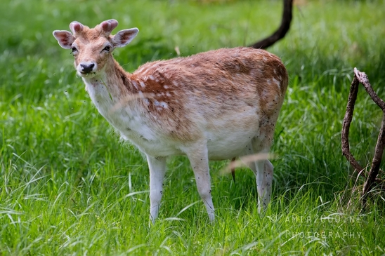 Deer_Amsterdamse_Waterleidingduinen_herten_nature_Amsterdam_Netherlands_Landscape_Photography_103_Canon_EOS_5D_Mark_IV.JPG
