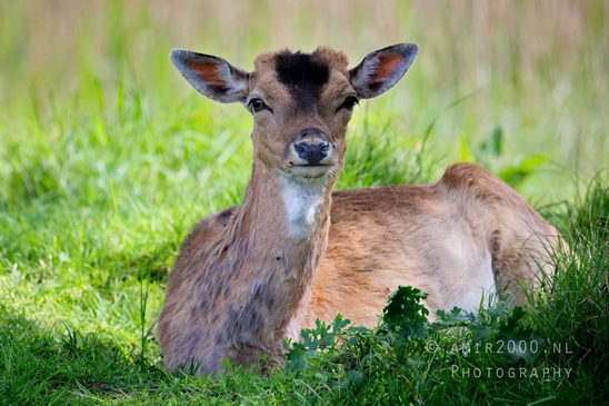 Deer_Amsterdamse_Waterleidingduinen_herten_nature_Amsterdam_Netherlands_Landscape_Photography_105_Canon_EOS_5D_Mark_IV.JPG