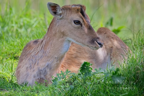 Deer_Amsterdamse_Waterleidingduinen_herten_nature_Amsterdam_Netherlands_Landscape_Photography_106_Canon_EOS_5D_Mark_IV.JPG