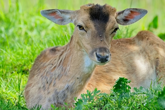 Deer_Amsterdamse_Waterleidingduinen_herten_nature_Amsterdam_Netherlands_Landscape_Photography_107_Canon_EOS_5D_Mark_IV.JPG