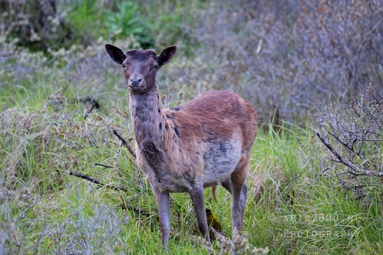 Deer_Amsterdamse_Waterleidingduinen_herten_nature_Amsterdam_Netherlands_Landscape_Photography_108_Canon_EOS_5D_Mark_IV.JPG