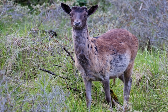 Deer_Amsterdamse_Waterleidingduinen_herten_nature_Amsterdam_Netherlands_Landscape_Photography_109_Canon_EOS_5D_Mark_IV.JPG